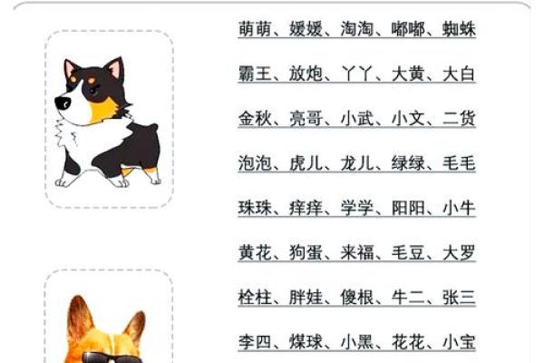 八月份出生的属狗男孩应该如何取名字姓名